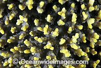 Acropora Coral (Acropora sp.) detail. Great Barrier Reef, Queensland, Australia