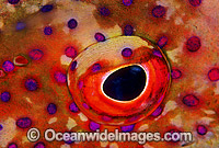 White-edged Lyretail Cod (Variola albomarginata) -eye detail. Night Colour. Also known as White-edged Coronation Trout. Bali, Indonesia