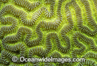 Brain Coral (Leptoria phrygia) detail. Great Barrier Reef, Queensland, Australia