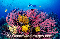 Scuba Diver exploring reef decorated in Whip Corals and Crinoid Feather Stars. Indo-Pacific