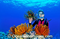 Scuba diver with crinoid featherstars