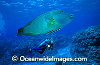Scuba Diver with huge Napolean Wrasse (Cheilinus undulatus). Also known as Humphead Maori Wrasse, Giant Wrasse, Double-headed Maori Wrasse. Great Barrier Reef, Queensland, Australia. Classified Endangered IUCN Red List.
