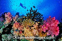 Scuba Diver exploring Dendronephthya Soft Coral Garden. Indo-Pacific