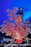 Scuba Diver with huge Dendronephthya Soft Coral tree. Great Barrier Reef, Queensland, Australia