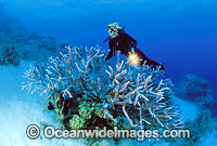 Scuba Diver exploring Staghorn Coral (Acropora formosa) reef. Great Barrier Reef, Queensland, Australia
