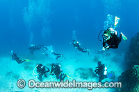 Divers exploring a tropical coral reef. Photo taken at Heron Island, Great Barrier Reef, Australia.