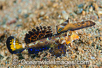 Orange-black Dragonet (Dactylopus Kuiteri). Found throughout Indonesia, east of Wallace Line, including Philippines. Photo taken off Anilao, Philippines. Within the Coral Triangle.