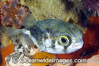 Globefish (Diodon nichthemerus). Also known as Porcupinefish or Pufferfish. Often sighted on sheltered coastal reefs. Photo was taken in Port Phillip Bay, Victoria, Australia.