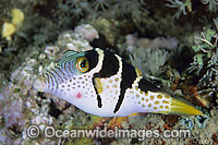 Saddled Pufferfish (Canthigaster valentini). Also known as Black-saddled Toby. Found on coastal reefs throughout Indo-Pacific, including Great Barrier Reef, Australia.
