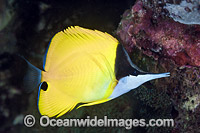 Long-nose Butterflyfish (Forcipiger flavissimus). Found throughout the Indo-Pacific, including the Great Barrier Reef, Australia.