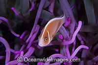 Pink Anemonefish (Amphiprion perideraion) in Sea Anemone. Found in association with large sea anemones throughout Indo-West Pacific, including the Great Barrier Reef. Geographically variable.