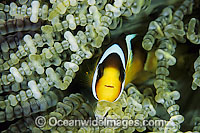 Clark's Anemonefish (Amphiprion clarkii). Found in association with large sea anemones throughout Indo-West Pacific, including the Great Barrier Reef. Geographically highly variable in colour and form.