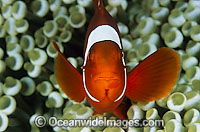 Spine-cheek Anemonefish (Premnas biaculeatus). Found in association with large sea anemones throughout West Pacific, ranging to Andaman Sea, including Great Barrier Reef.