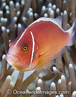 Pink Anemonefish (Amphiprion perideraion), in a Sea Anemone. Found in association with large sea anemones throughout Indo-West Pacific, including the Great Barrier Reef. Geographically variable.