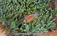 Pink Anemonefish (Amphiprion perideraion), in a Sea Anemone. Found in association with large sea anemones throughout Indo-West Pacific, including the Great Barrier Reef. Geographically variable.