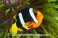 Clark's Anemonefish (Amphiprion clarkii), in a sea anemone. Found throughout Indo-West Pacific, including the Great Barrier Reef, Australia. Geographically highly variable in colour and form. Photo taken at Papua New Guinea. Within the Coral Triangle.