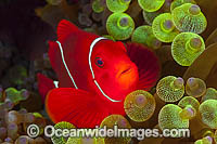Clownfish Images