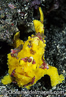 Clown Frogfish (Antennarius maculatus). Also known as Clown Anglerfish. Found on sheltered reefs throughout the Indo-West Pacific. This species is variable in colour, but usually has a red or orange margin on the fins. Photo, Tulamben, Bali, Indonesia