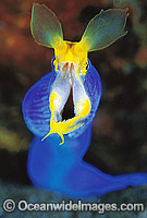 Blue Ribbon Eel Rhinomuraena quaesita