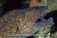 Yellow-edged Moray (Gymnothorax flavimarginatus). Found throughout the Indo-West Pacific. Photo taken at Great Barrier Reef, Queensland, Australia