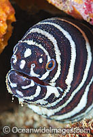 Zebra Moray Eel (Gymnomuraena zebra). Found throughout the Indo-West Pacific, including the Great Barrieer Reef, Australia. Secretive, usually only seen at night. Photo taken off Anilao, Philippines. Within the Coral Triangle.