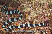Half-banded Snake Eel (Leiuranus semicinctus). Found throughout the Indo-West Pacific. Photo taken off Anilao, Philippines. Within the Coral Triangle.