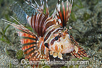Gurnard Lionfish (Parapterois heterura), swimming mid water at night hunting for prey. Found throughout the Indo-West Pacific, but not common. Photo taken off Anilao, Philippines. Within the Coral Triangle.