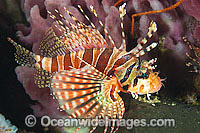 Zebra Lionfish (Dendrochirus zebra). Found throughout the Indo-West Pacific, including the Great Barrier Reef, Australia.