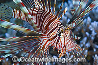 Common Lionfish (Pterois volitans). Also known as Firefish. Found on tropical reefs throughout the Indo-Pacific, including the Great Barrier Reef, Australia.