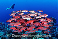 Schooling Pinjalo Snapper (Pinjalo lewisi) with Scuba Diver. Indo-Pacific