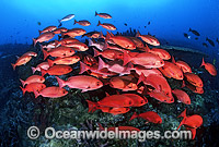 Schooling Pinjalo Snapper (Pinjalo lewisi). Indo-Pacific