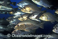 Schooling Mangrove Jack (Lutjanus argentimaculatus), also known as Sea Perch and Snapper, under the stern of the SS Yongala shipwreck situated in 35m of water off Cape Bowling Green, Townsville, Queensland, Australia. A commercially sought fish.