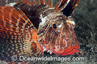 Dwarf Lionfish (Dendrochirus brachypterus). This species is highly variable and has many colour variations. Found on offshore reefs throughout the Indo-West Pacific. Photo taken at Anilao, Philippines. Within the Coral Triangle.