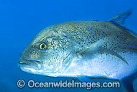 Blue-fin Trevally (Caranx melampygus). Found in all tropical seas throughout the world. Usually seen solitary or in small groups.