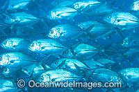 Schooling Big-eye Trevally (Caranx sexfasciatus). Also known as Horse-eye Jacks. Found throughout the Indo-Pacific including the Great Barrier Reef Australia