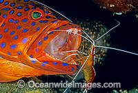 Cleaner Shrimp (Lysmata amboinensis) cleaning the mouth of a Coral Grouper (Cephalopholis miniata). Also known as Coral Rock Cod. Great Barrier Reef, Queensland, Australia