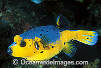 Black-spotted Pufferfish (Arothron nigropunctatus) - male. Great Barrier Reef, Queensland, Australia