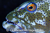 Coral Trout (Plectropomus leopardus). Also known as Leopard Cod. Inhabits tropical coral reefs. Great Barrier Reef, Queensland, Australia and also found throughout most of South East Asia.