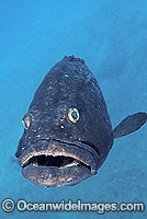 Black Cod (Epinephelus daemelii). Middleton Reef, New South Wales, Australia