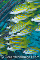 Schooling Blue-striped Snapper (Lutjanus kasmira). Found throughout the Indo-West Pacific, including the Great Barrier Reef, Australia.
