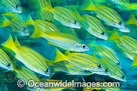 Blue-striped Snapper (Lutjanus kasmira), schooling with a single Big-eye Snapper (Lutjanus lutjanus). Found throughout the Indo-West Pacific, including the Great Barrier Reef, Australia.