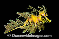 Leafy Seadragons Images