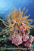 Crinoid Feather Star (Oxycomanthus bennetti), using a clump of coral as a feeding platform. A typical reef scene that can be found throughout the Indo Pacific, including the Great Barrier Reef.