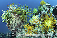 Crinoid Feather Stars (Oxycomanthus bennetti), using a Barrel Sponge (Xestospongia testudinaria) as a feeding platform. A typical reef scene that can be found throughout the Indo Pacific, including the Great Barrier Reef.