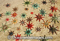 Spurred Sea Stars (Patiriella calcar). A striking Sea star that genetically controls its colors of reds, oranges, browns, greens and blues. It is commonly found in tidal rockpools of southern and south eastern Australia.