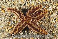 Sea star (Uniophora granifera). Found from Spencer Gulf, SA, to Solitary Islands, NSW, including Tas. Photo taken at York Peninsula, South Australia, Australia.