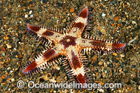 Sea Star (Astropecten sp.). Found throughout the Indo Pacific. Photo taken off Anilao, Philippines. Within the Coral Triangle.