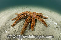 Eleven-arm Sea Star (Coscinasterias muricata). Photo taken in Port Phillip Bay, Morninton Peninsula, Victoria, Australia.