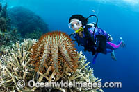 Diver observing a Crown-of-thorns Starfish (Acanthaster planci), feeding on Acropora Coral. Kimbe Bay, Papua New Guinea.