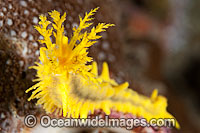 Sea Cucumber (Colochirus robustus), feeding. Found in Indo-West Pacific. Photo taken off Anilao, Philippines. Within the Coral Triangle.